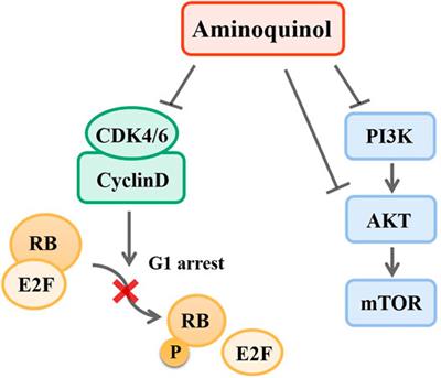 Discovery of a New CDK4/6 and PI3K/AKT Multiple Kinase Inhibitor Aminoquinol for the Treatment of Hepatocellular Carcinoma